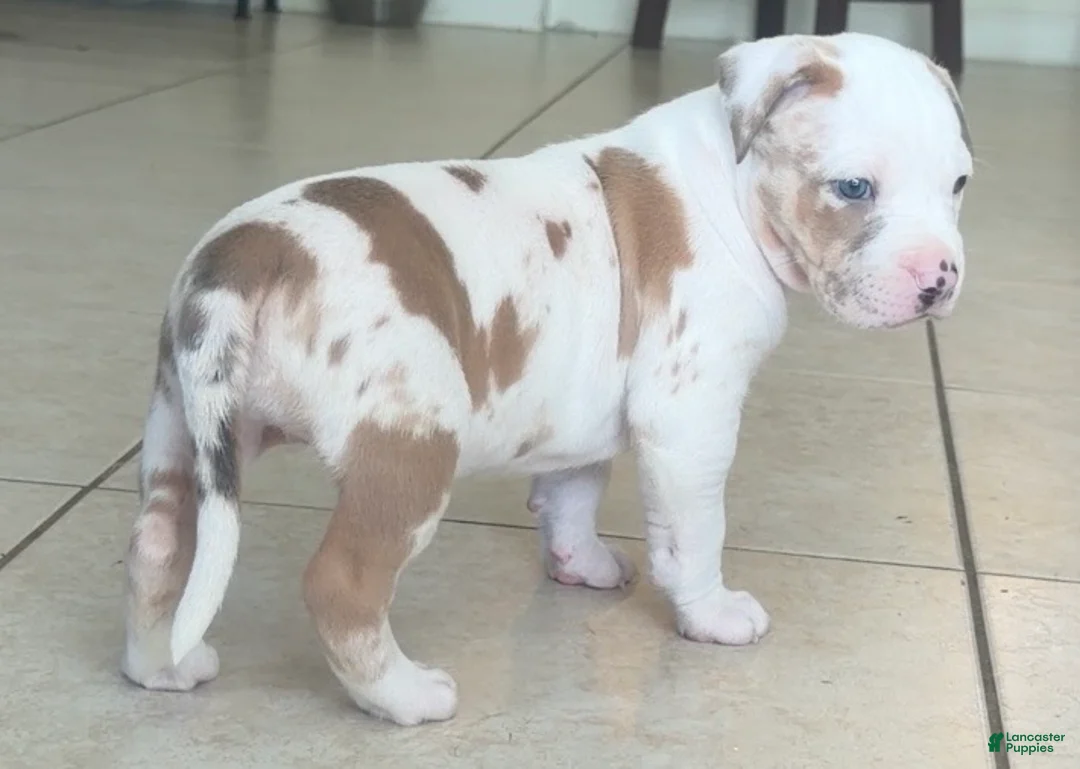 American Bully dogs for sale: American Bully 4 - Ad 2