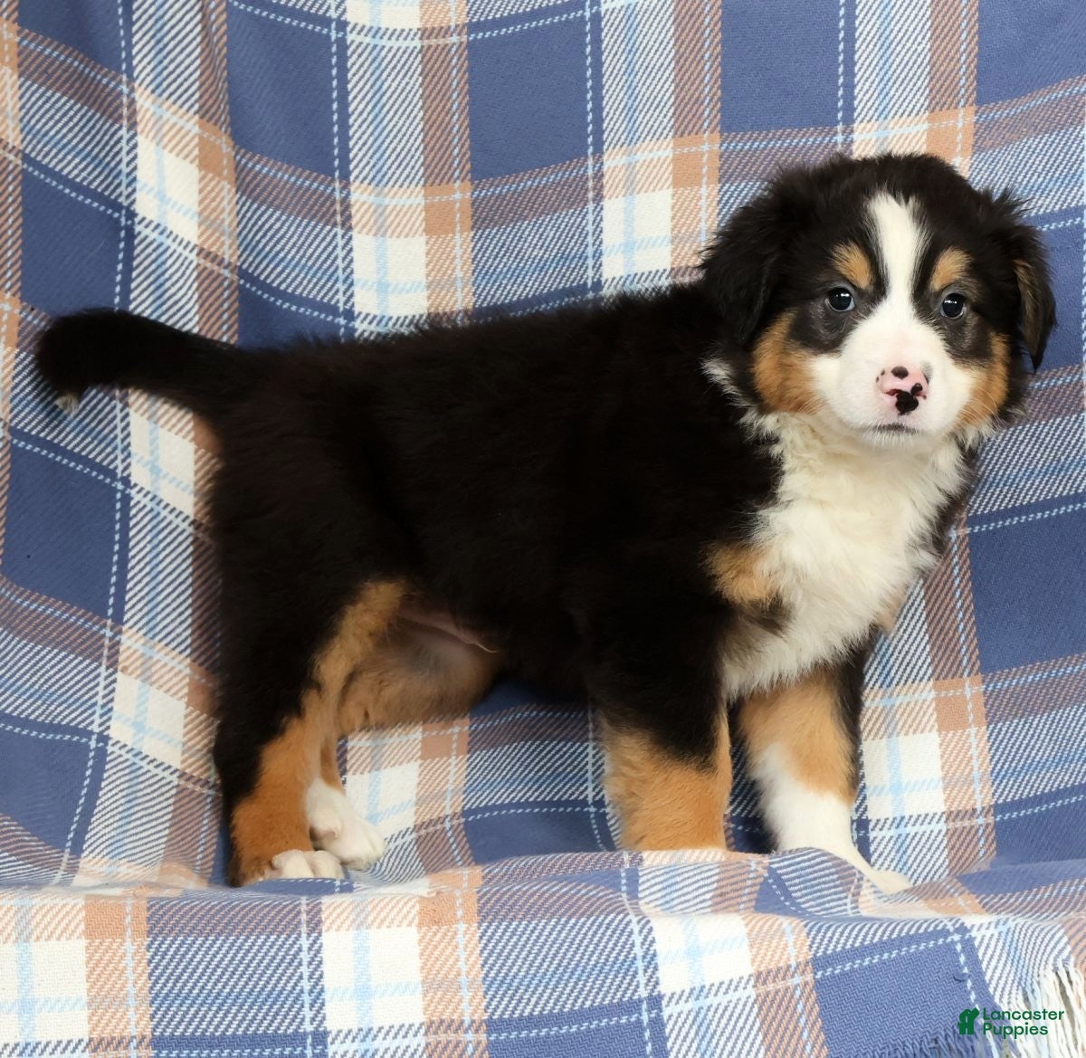 Australian Shepherd dogs Paul - Ad 2