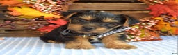 Yorkshire Terrier dogs for sale: Donner - Ad 9
