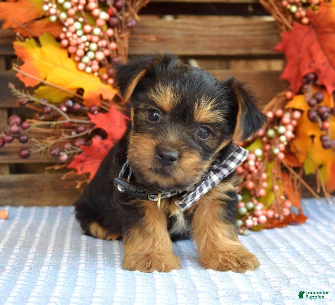 Yorkshire Terrier dogs for sale: Donner - Ad 9