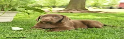 Labrador Retriever dogs for sale: Liberty  - Ad 2