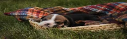 English Bulldog dogs for sale: Walter English Bulldog  - Ad 4
