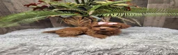 Miniature Poodle dogs for sale: Amber - Ad 4