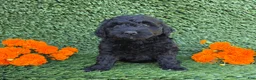 Mini Goldendoodle dogs for sale: Sadie - Ad 3