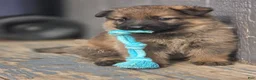 German Shepherd dogs for sale: Boy (Green) - Ad 6