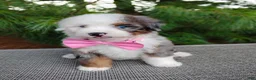 Bernedoodle dogs for sale: Biscoff  - Ad 5
