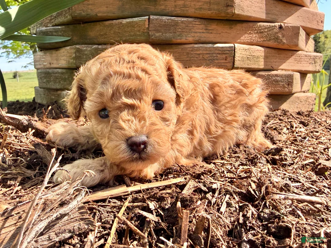 Toy Poodle dogs for sale: Iris  - Ad 1