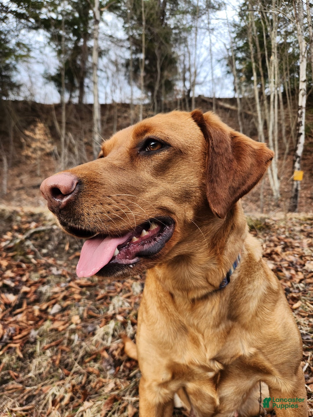 Labrador Retriever dogs for sale: Labrador Retriever Puppy 1 - Ad 2