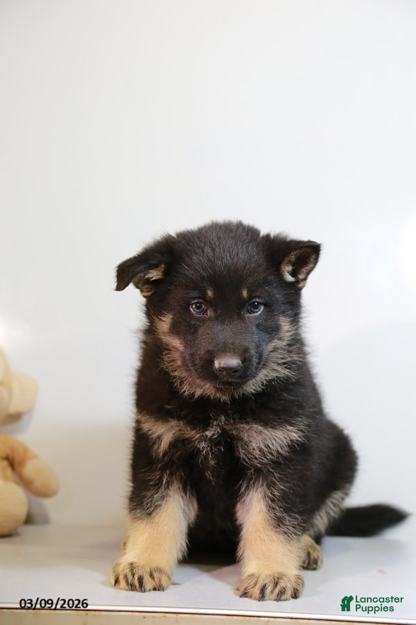 German Shepherd dogs Micky - Ad 1