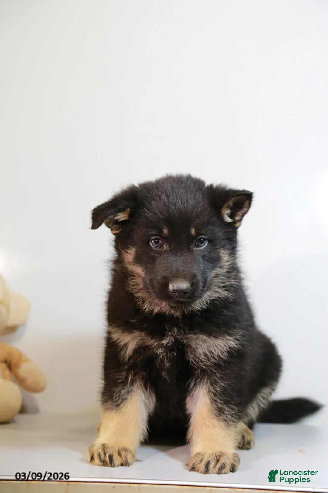 German Shepherd dogs for sale: Micky - Ad 1