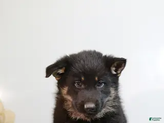 German Shepherd dogs for sale: Micky - Ad 4