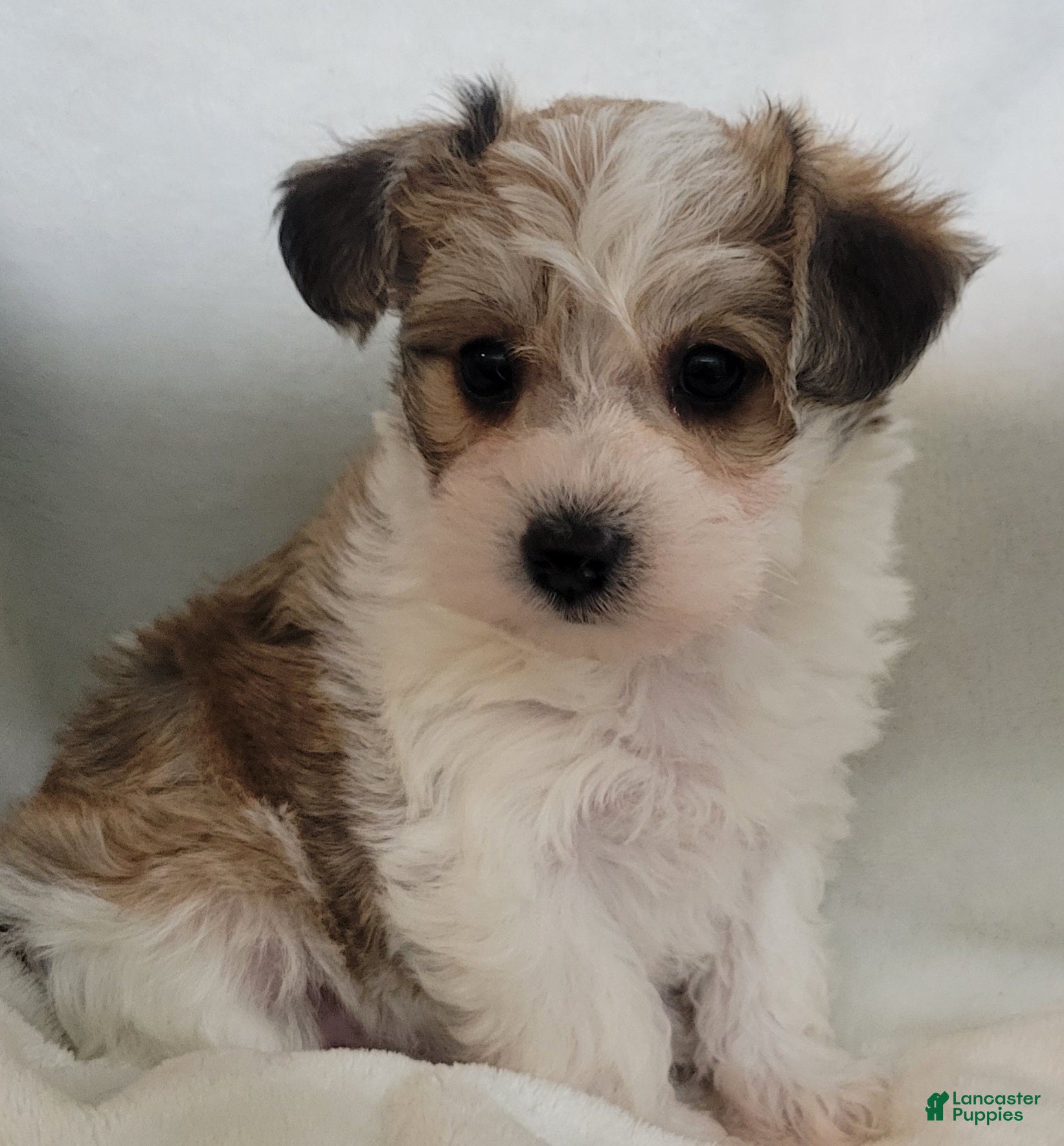 Morkie dogs Morkie 1 pumkin  - Ad 1
