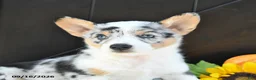 Welsh Corgi Pembroke dogs for sale: Flora   - Ad 3