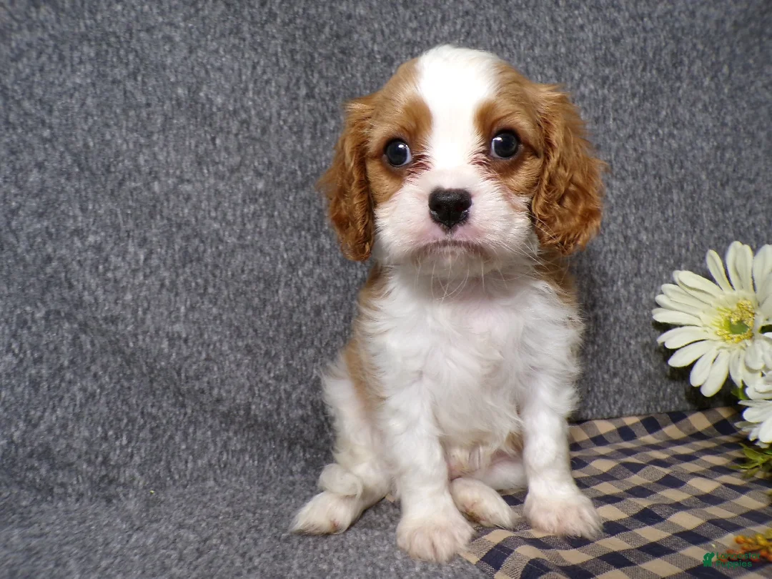 Cavalier King Charles Spaniel dogs for sale: Blake - Ad 6