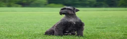 Giant Schnoodle dogs for sale: Matthias - Ad 8