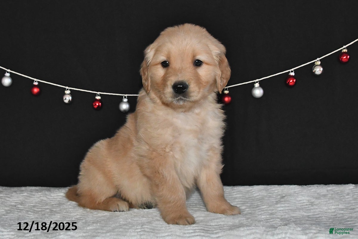 Golden Retriever dogs Abner - Ad 15
