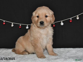 Golden Retriever dogs Abner - Ad 25