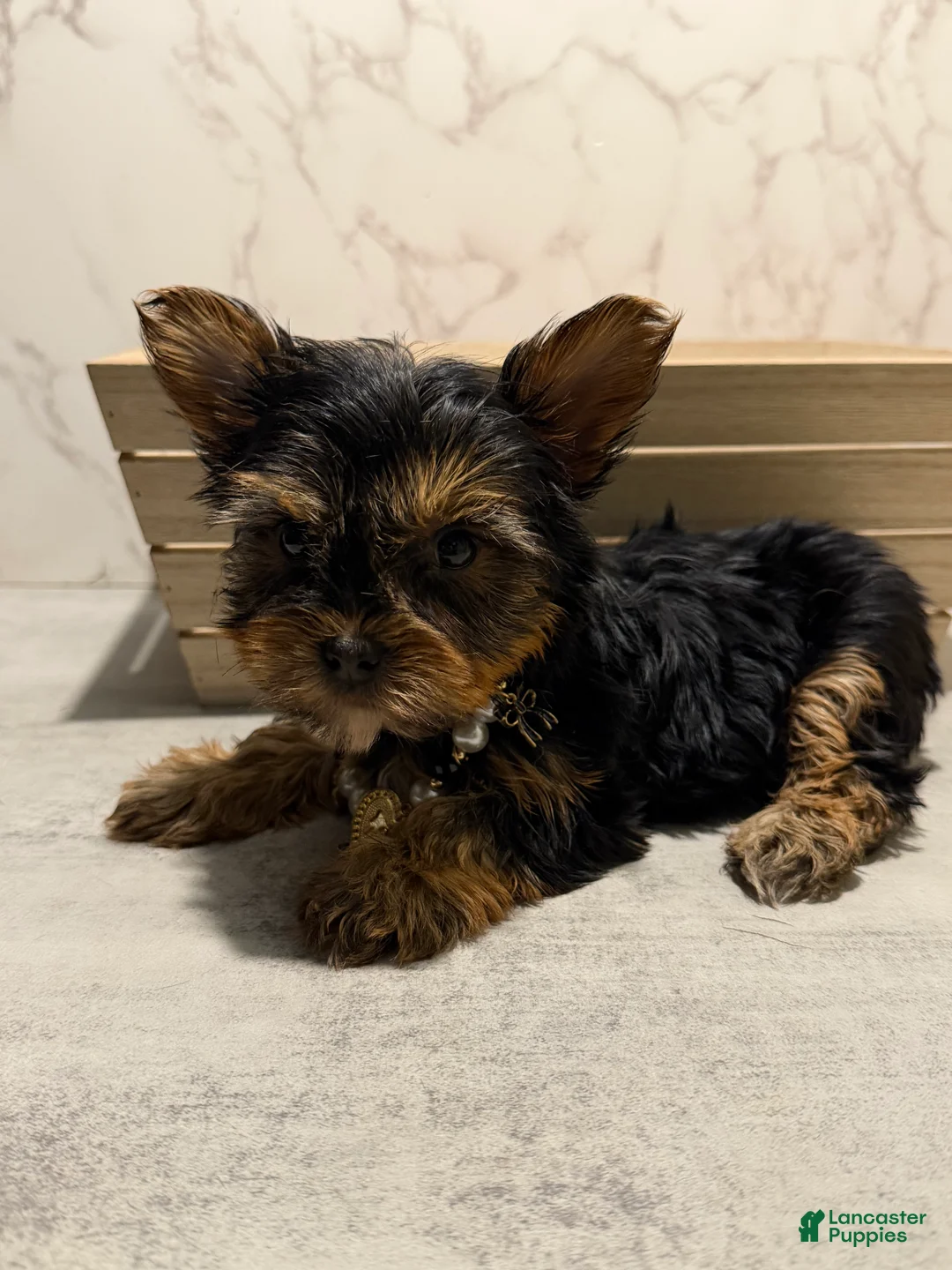 Yorkshire Terrier dogs for sale: Teacup kamilla - Ad 1
