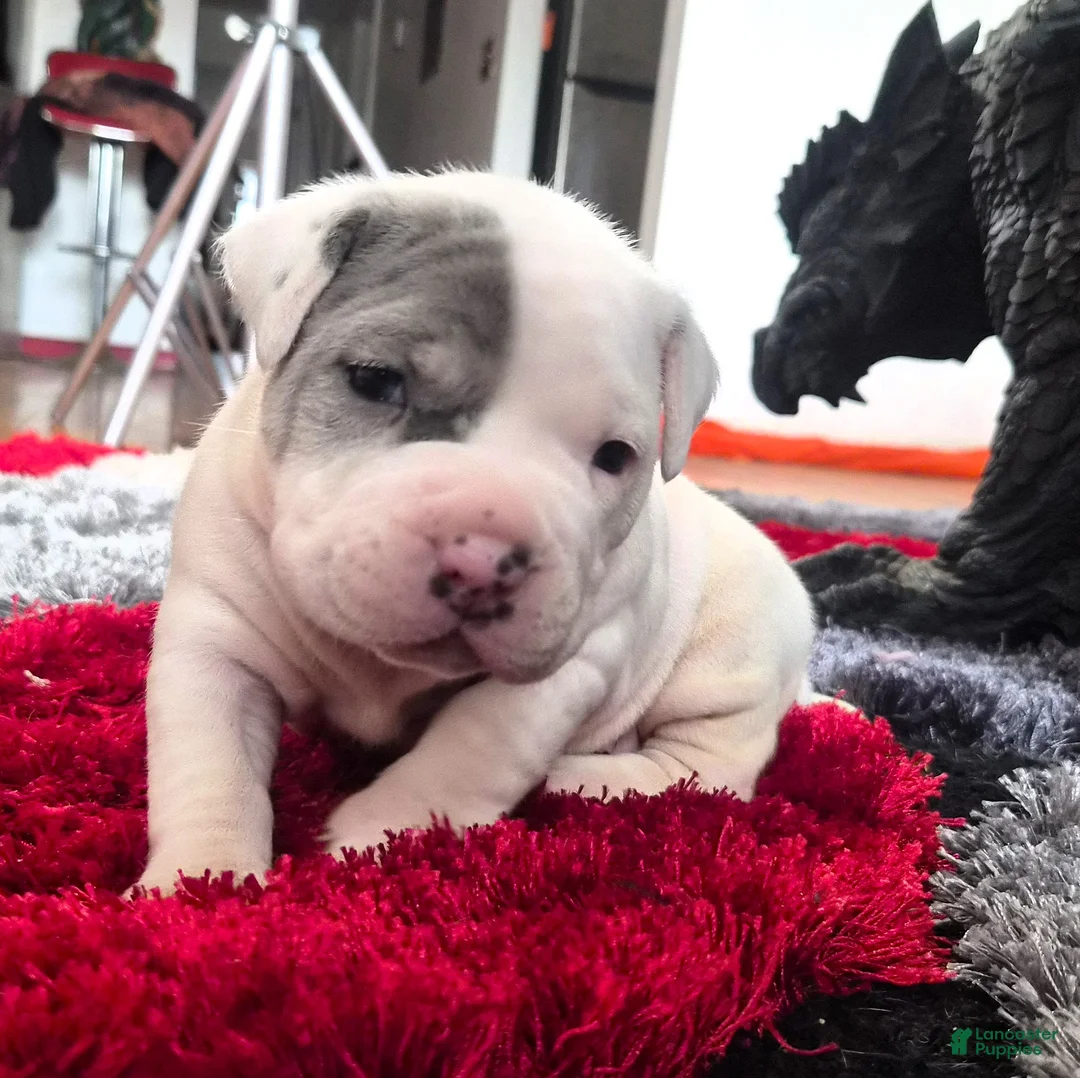 Mixed Breed dogs for sale: "WOLVERINE" WHITE MERLE - Ad 2