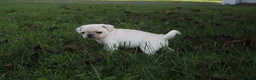 Pug dogs for sale: Chai -female- - Ad 8