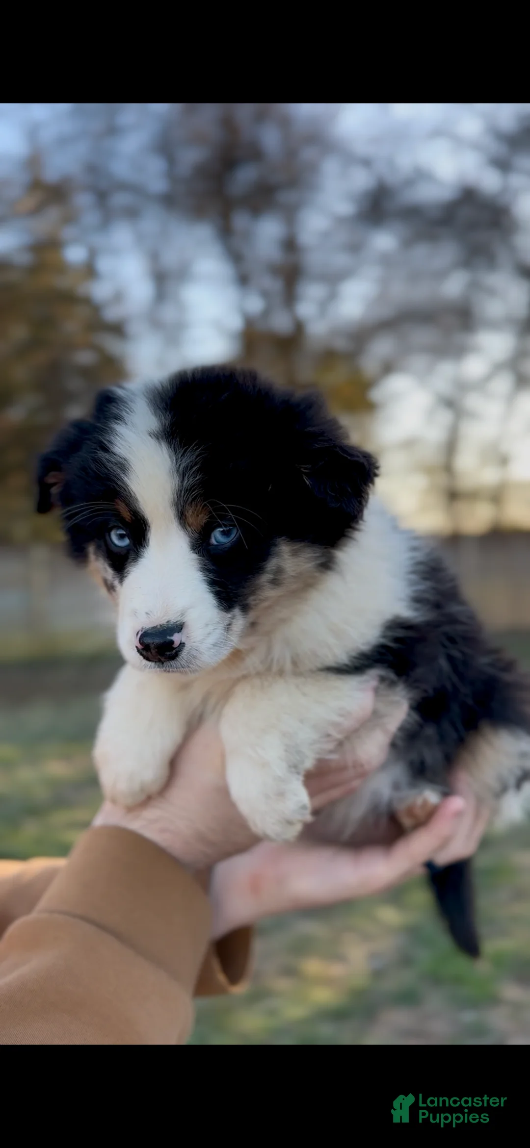 Miniature Australian Shepherd dogs for sale: Ember  - Ad 2