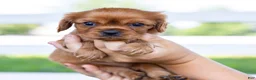 Cavalier King Charles Spaniel dogs for sale: Porky - Ad 10