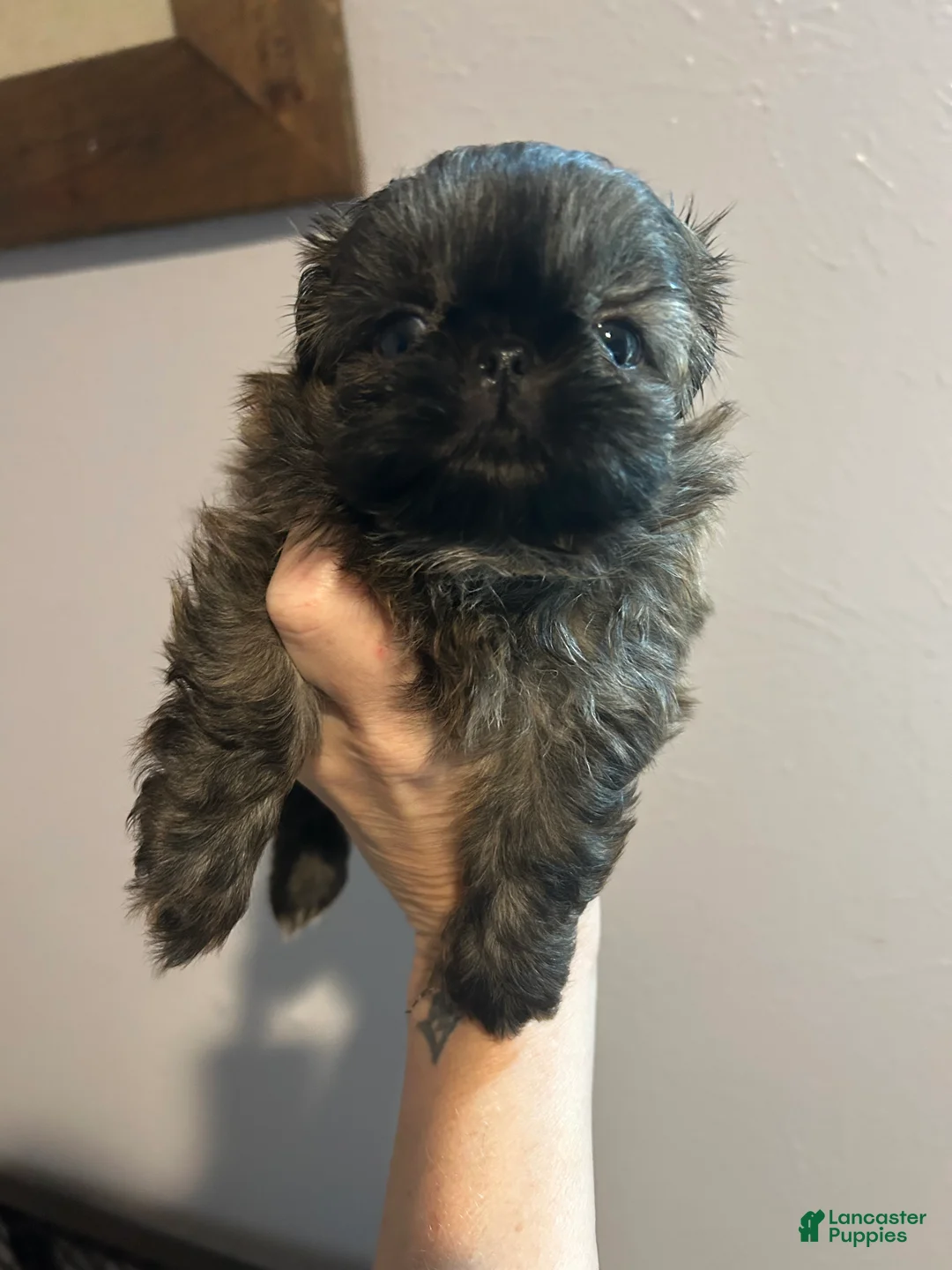 Shih Tzu dogs for sale: Bentley  - Ad 2