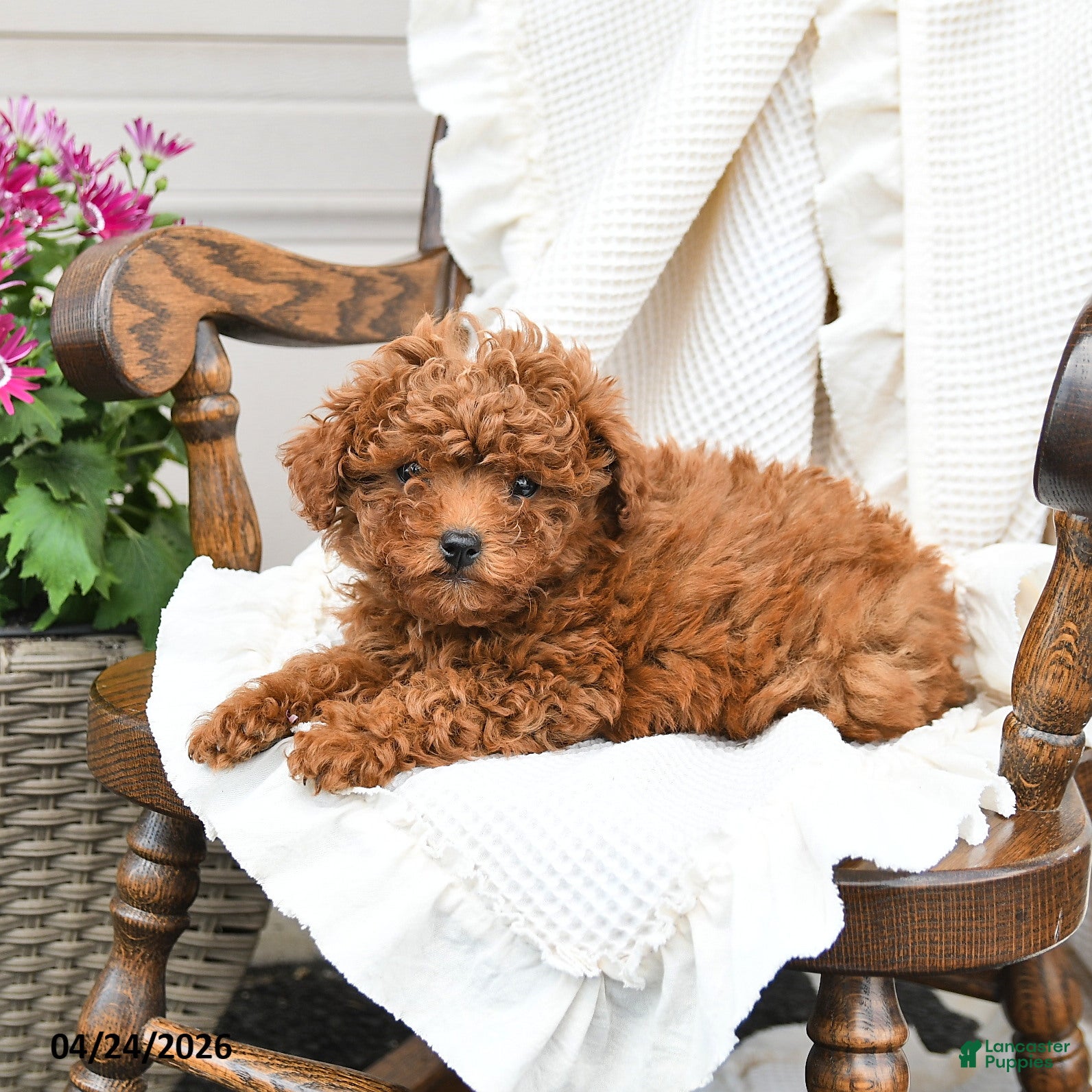 Miniature Poodle dogs Tina - Ad 2