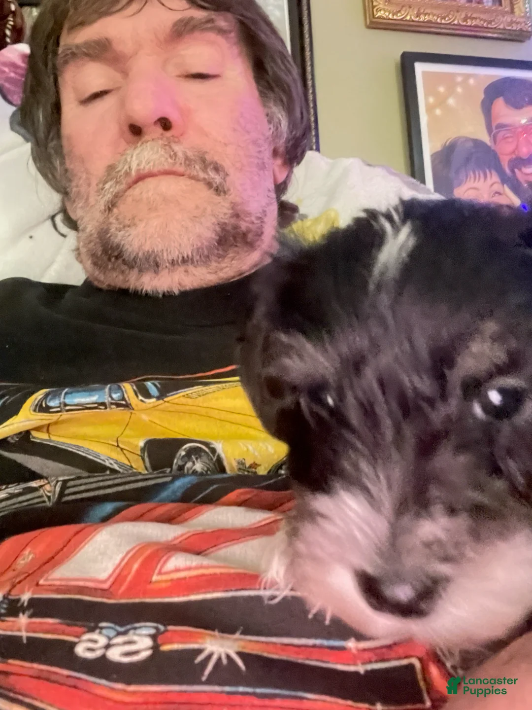 Miniature Schnauzer dogs for sale: Miniature Schnauzer Lucy  - Ad 2