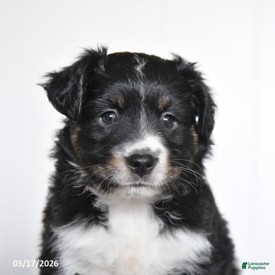 Miniature Australian Shepherd dogs Eden - Ad 2