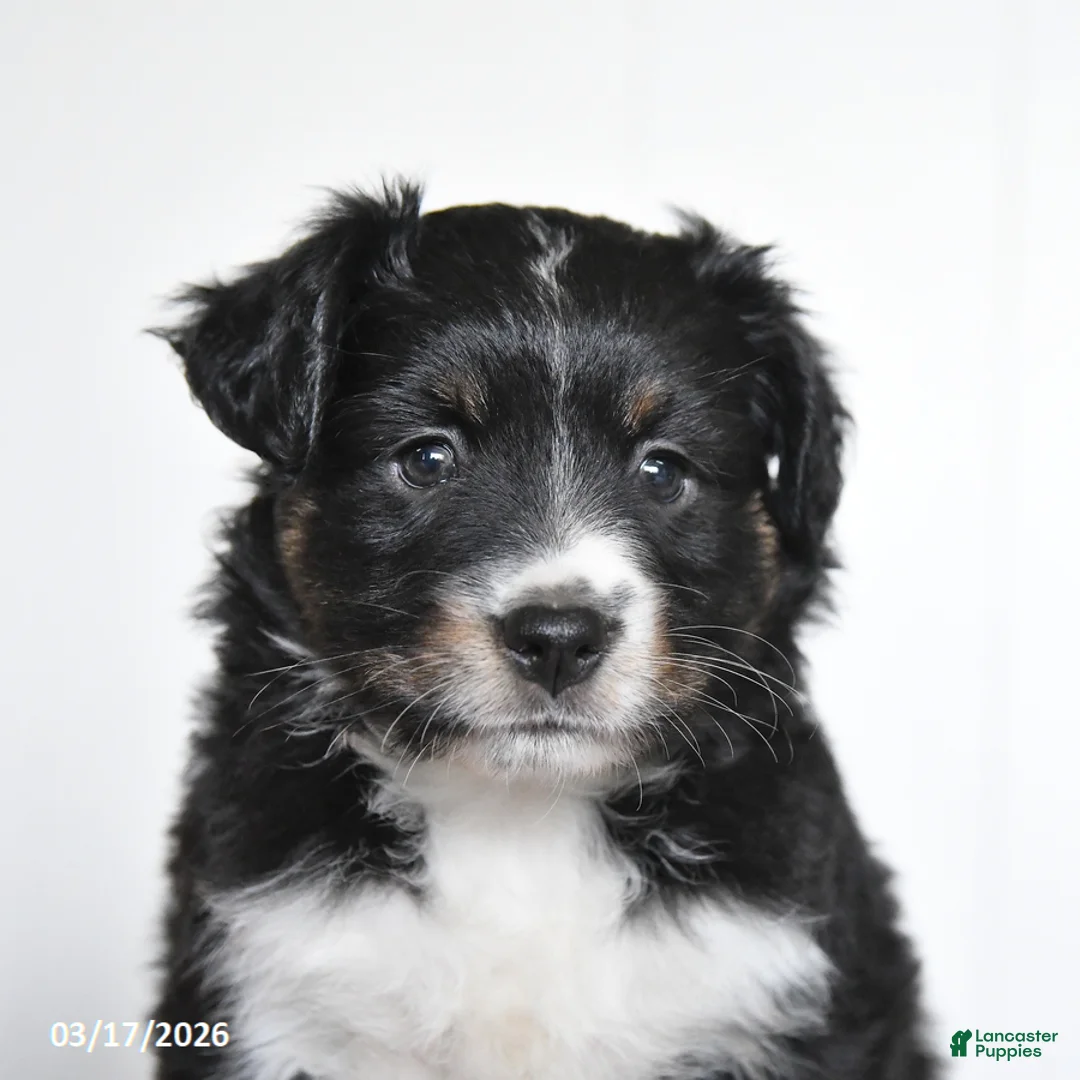 Miniature Australian Shepherd dogs for sale: Eden - Ad 2