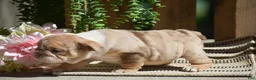 English Bulldog dogs for sale: Molly - Ad 6