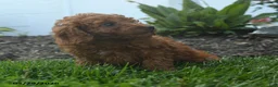 Mini Goldendoodle dogs for sale: Nellie - Ad 5