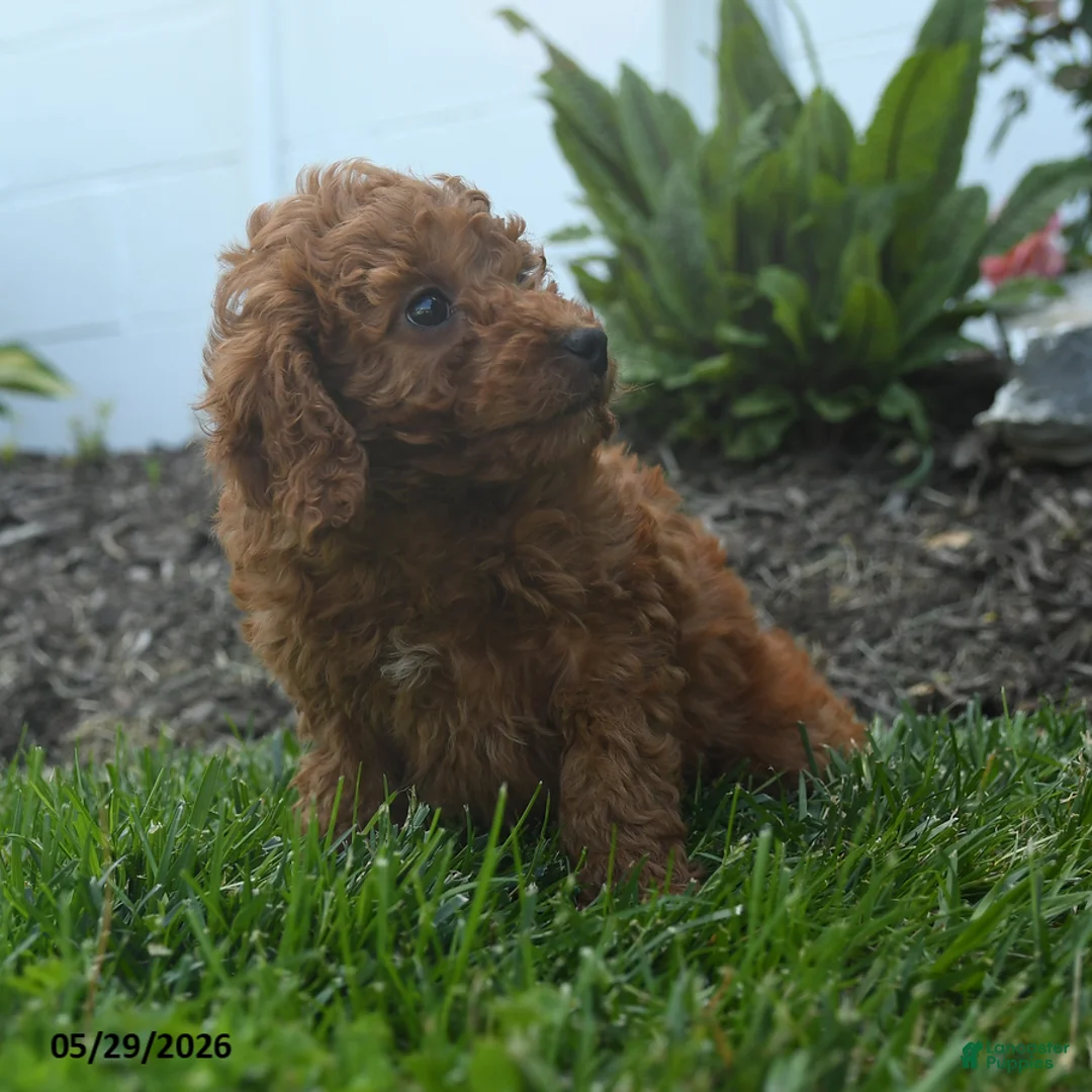 Mini Goldendoodle dogs for sale: Nellie - Ad 5