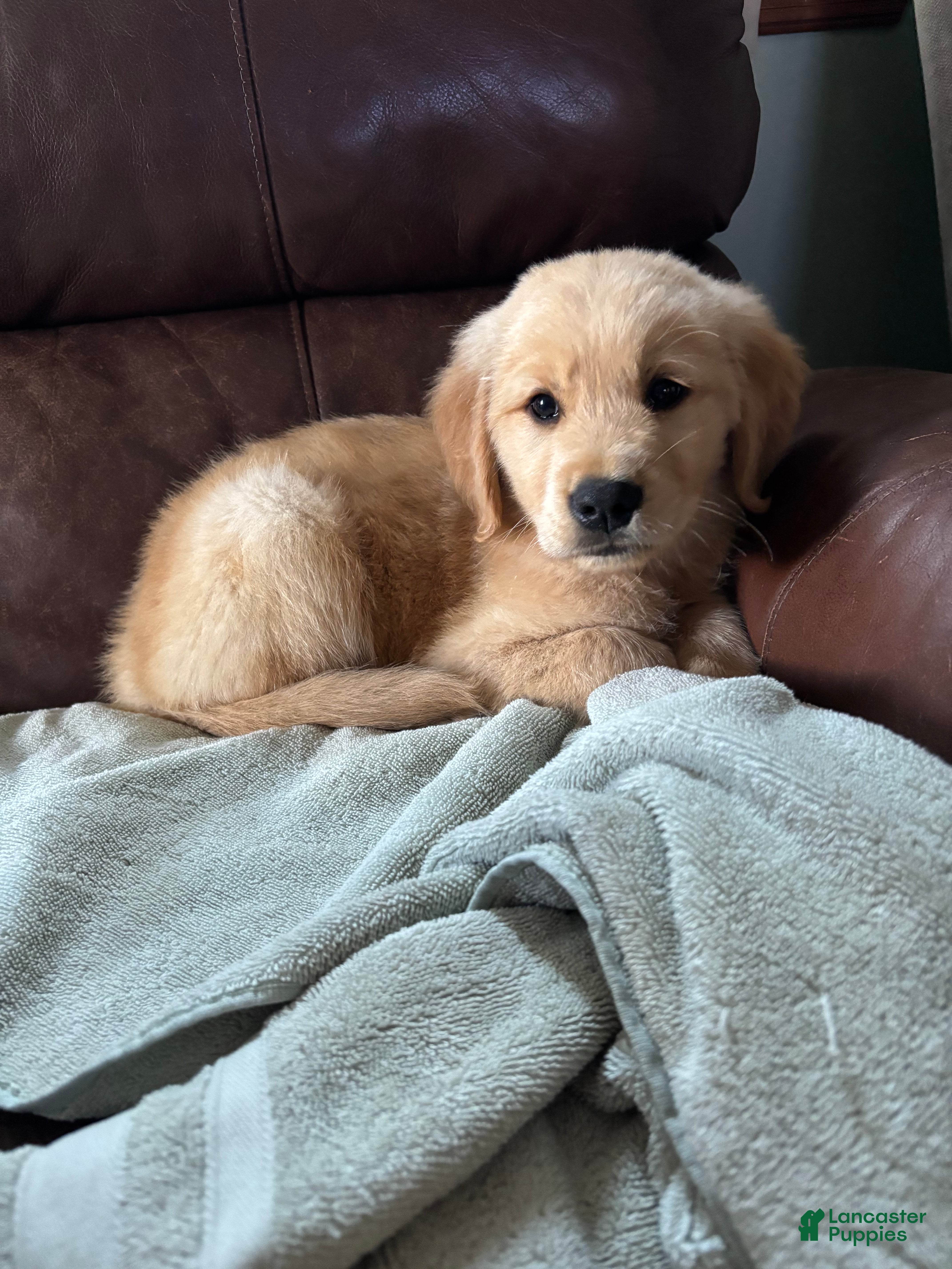Golden Retriever dogs Sugar - Ad 34