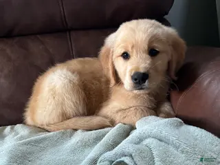 Golden Retriever dogs Sugar - Ad 34