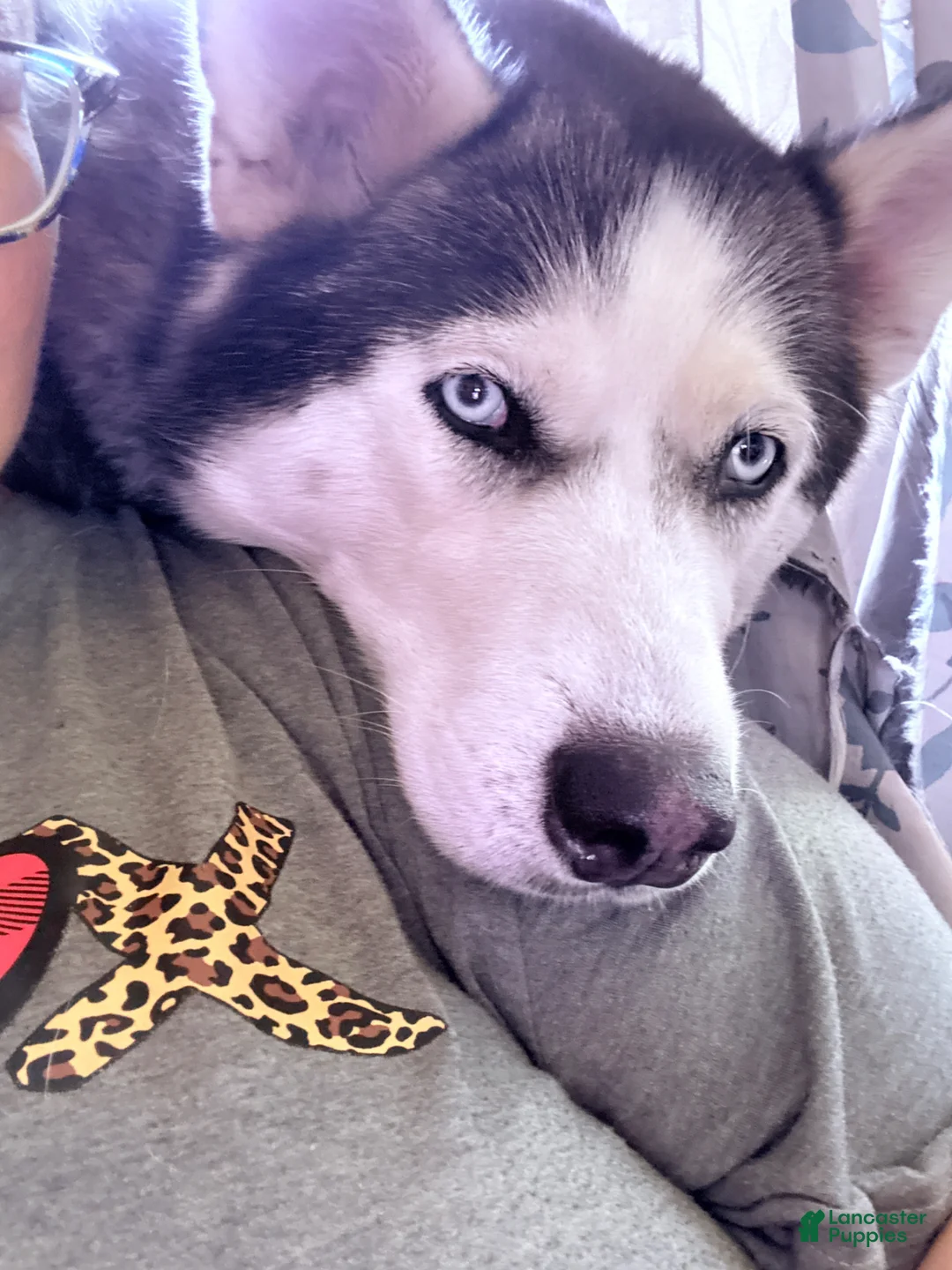 Siberian Husky dogs for sale: Siberian Husky Puppy 1 - Ad 3