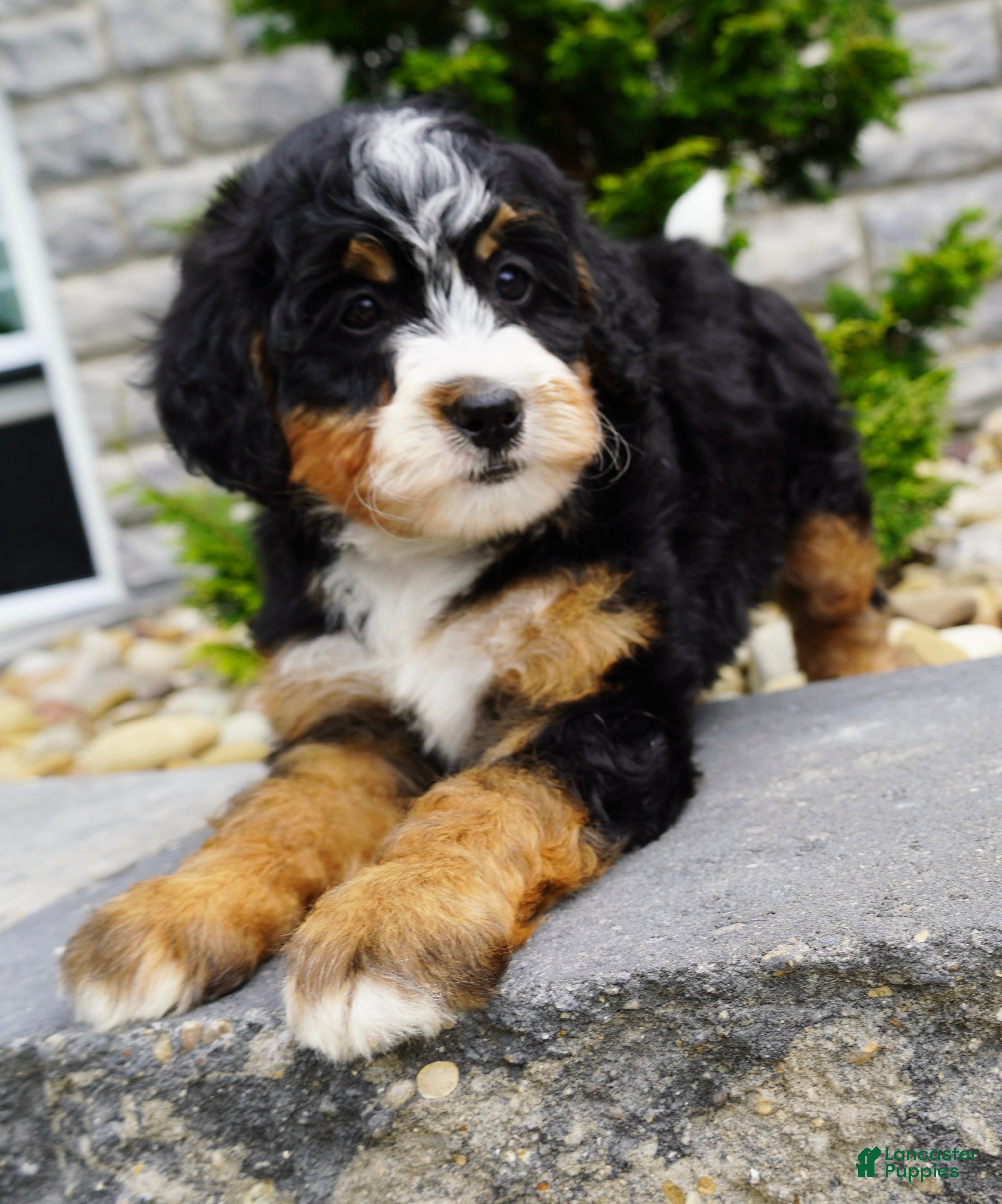 Mini Bernedoodle dogs Mini Bernedoodle Millie  - Ad 2