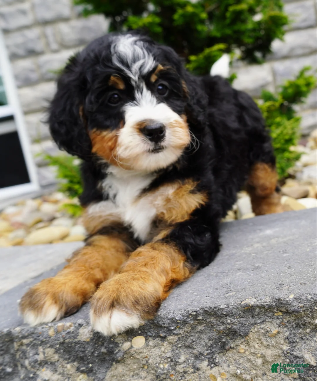 Mini Bernedoodle dogs for sale: Mini Bernedoodle Millie  - Ad 2