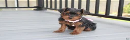 Yorkiepoo dogs for sale: Emmy  - Ad 5