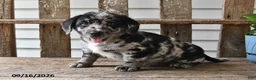 Mixed Breed dogs for sale: Smokey - Ad 4