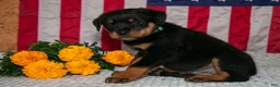 Rottweiler dogs for sale: Titan - Ad 3