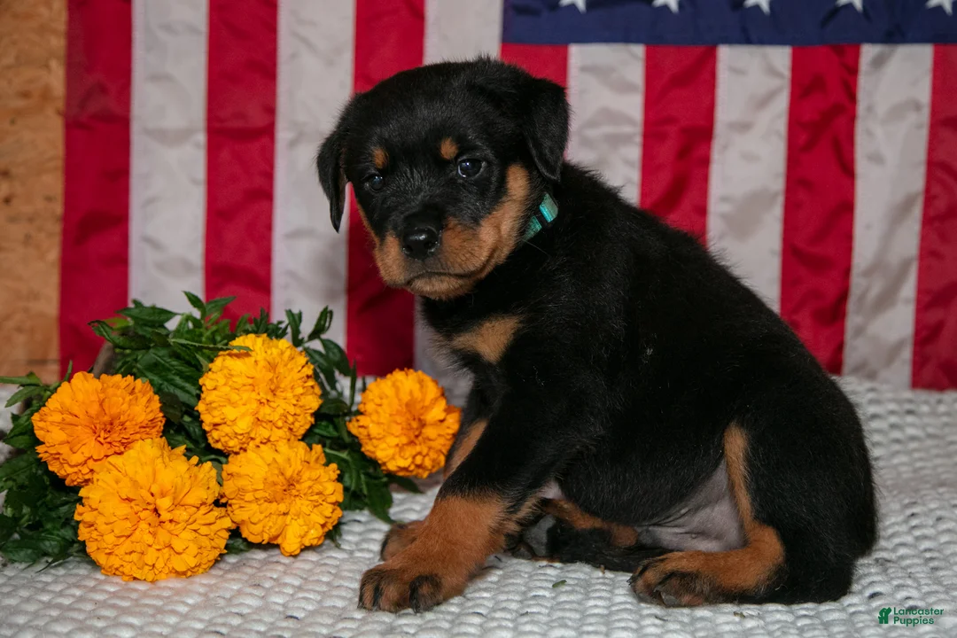Rottweiler dogs for sale: Titan - Ad 3