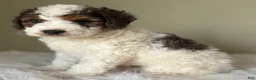 Mini Bernedoodle dogs for sale: Stormie - Ad 6