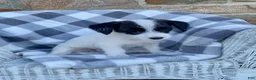 Mixed Breed dogs for sale: Dolly - Ad 1