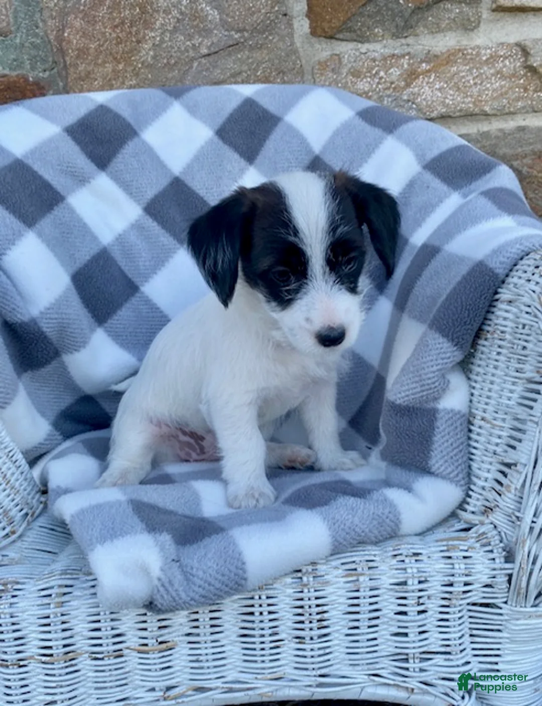 Mixed Breed dogs for sale: Dolly - Ad 1