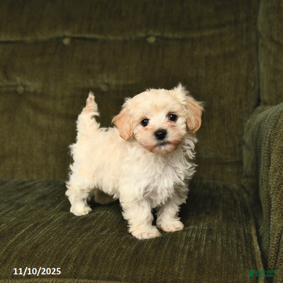 Maltipoo dogs Lucky - Ad 29