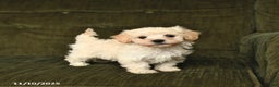 Maltipoo dogs for sale: Lucky - Ad 1