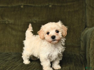 Maltipoo dogs Lucky - Ad 41