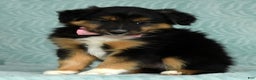 Australian Shepherd dogs for sale: Nellie - Ad 4